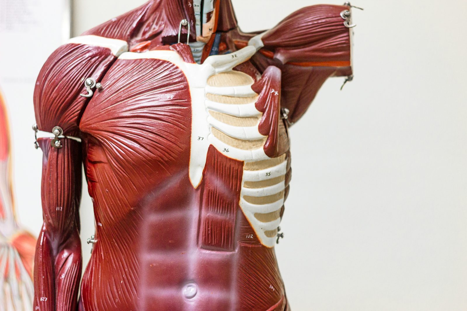 Anatomie lernen: Methoden, die wirklich funktionieren