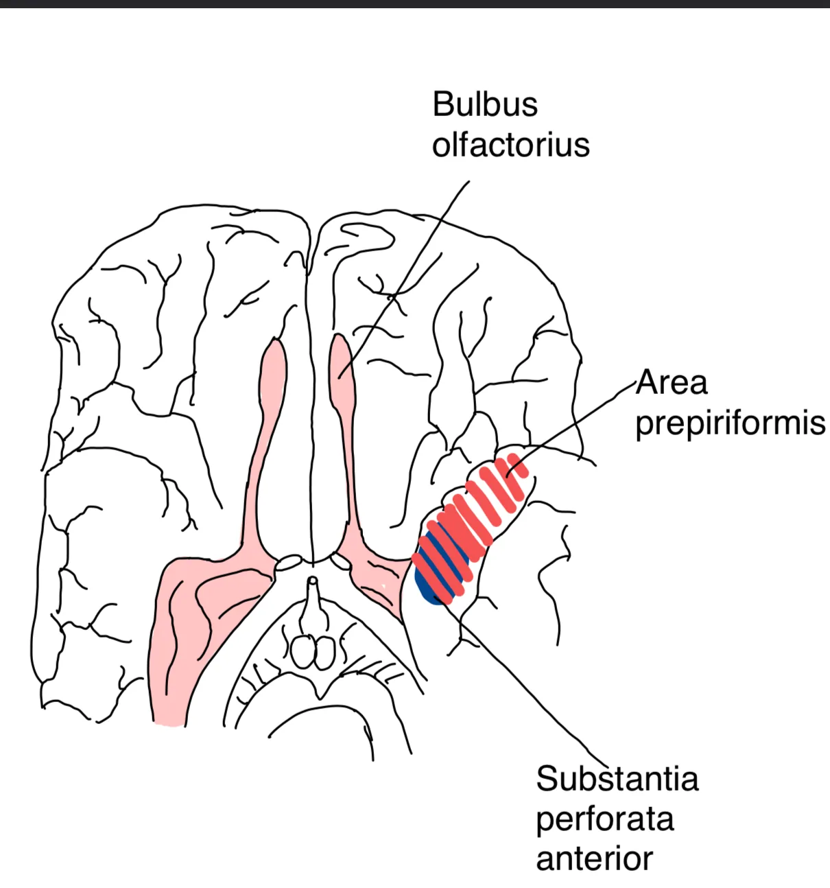 N. olfactorius (I. Hirnnerv) – Bulbus olfactorius, anatomische Zeichnung