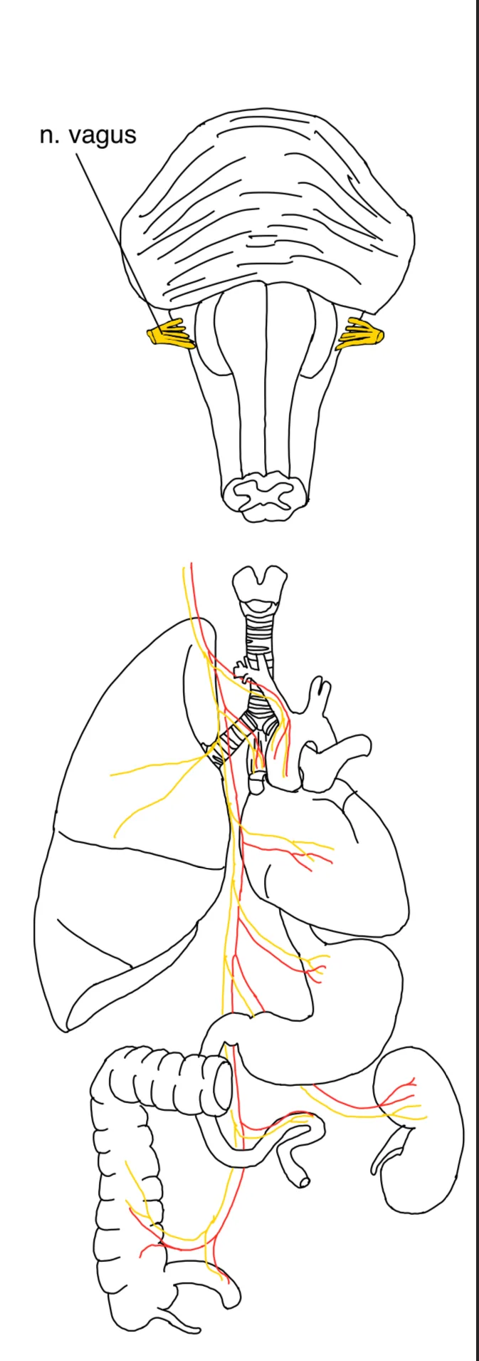 N. vagus (X. Hirnnerv) – anatomische Zeichnung