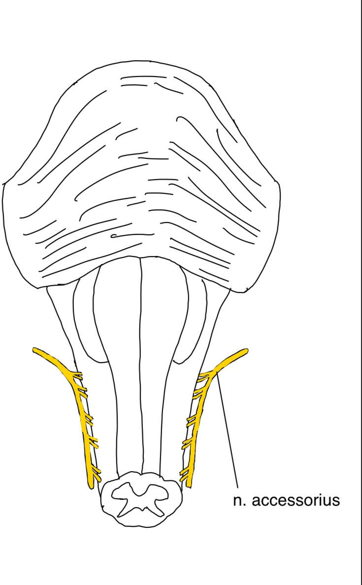 N. accessorius (XI. Hirnnerv) – anatomische Zeichnung