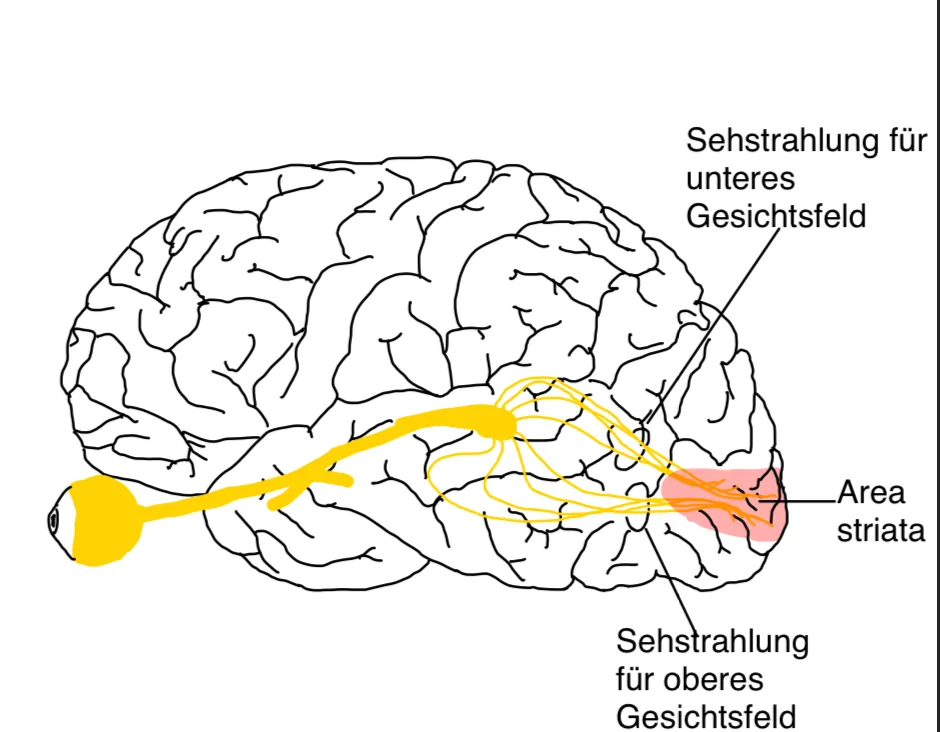 N. opticus (II. Hirnnerv) – Sehnerv, anatomische Zeichnung