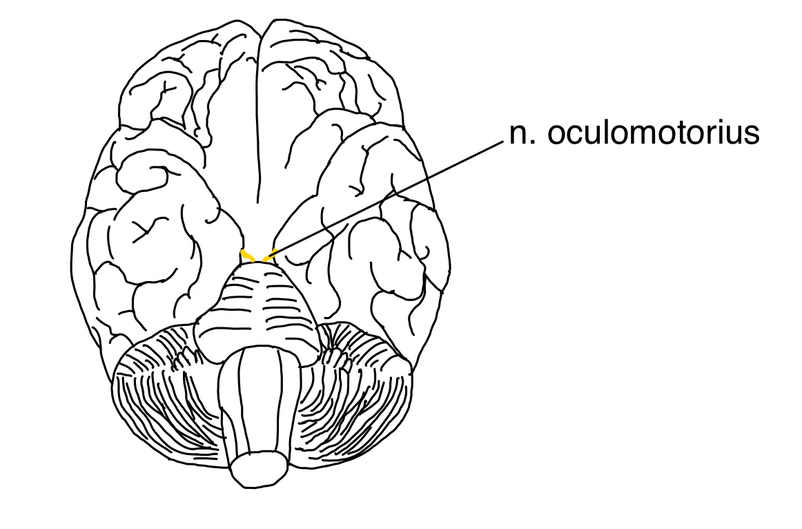 N. oculomotorius (III. Hirnnerv) – anatomische Zeichnung