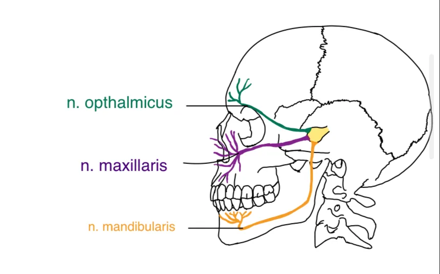Die drei Äste des N. trigeminus: N. ophthalmicus, N. maxillaris, N. mandibularis am Schädel