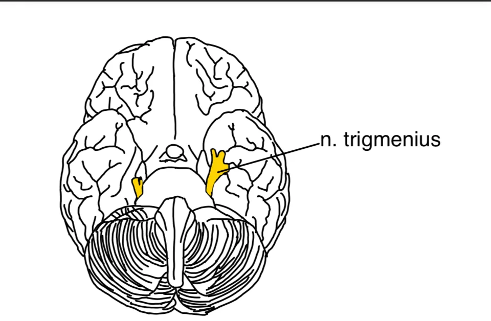 N. trigeminus (V. Hirnnerv) – anatomische Zeichnung