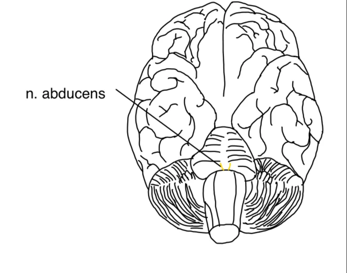 N. abducens (VI. Hirnnerv) – anatomische Zeichnung