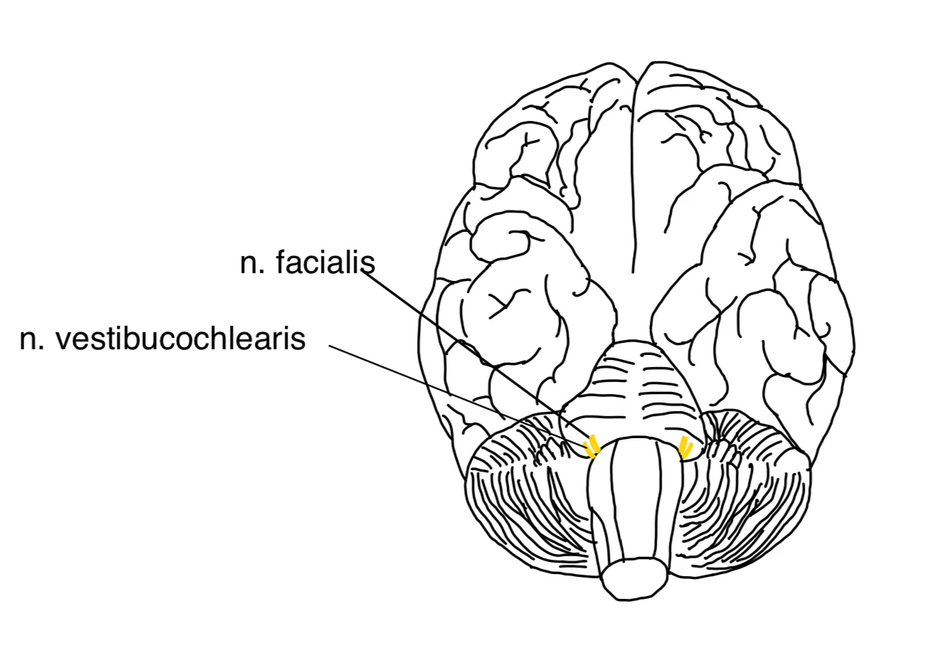 N. vestibulocochlearis (VIII. Hirnnerv) – anatomische Zeichnung